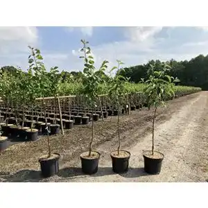 Apfelbaum Elstar - apfelbaum elstar pflanzhits ihr pflanzenpartner 1 apfelbaum