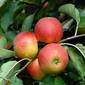 Apfelbaum elstar pille baumschulen elstar apfel apfelbaum