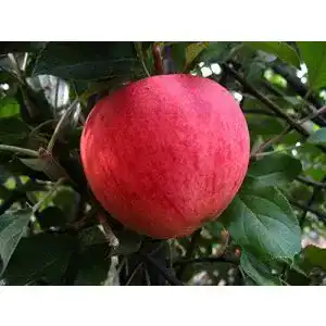 Apfelbaum elstar plantapro apfelbaum elstar malus domestica
