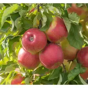 Apfelbaum Jonagold - apfelbaum jonagold artlaender pflanzenhof jonagold winterapfel