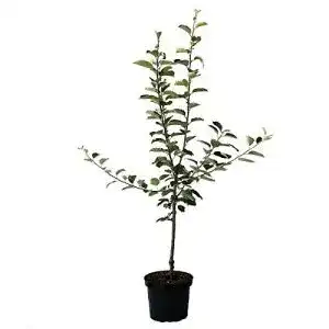 Apfelbaum jonagold muellers gruener garten shop beliebt