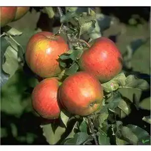 Apfelbaum jonagold pille baumschulen balkonobst apfel