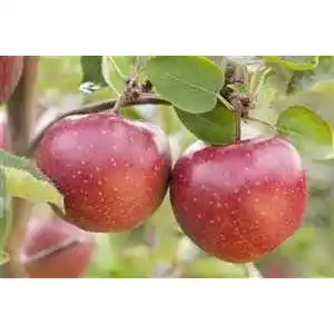 Apfelbaum jonagold plantapro apfelbaum obstbaum malus