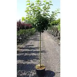 Apfelbaum