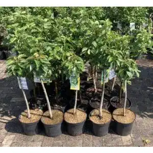 Apfelbaum pflanzhits ihr pflanzenpartner 1 roter boskoop