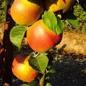 Apfelbaum pille baumschulen winterapfel roter boskoop