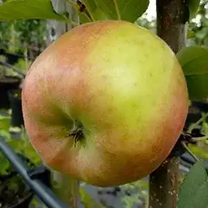Apfelbaum topaz muellers gruener garten shop s winterapfel 1