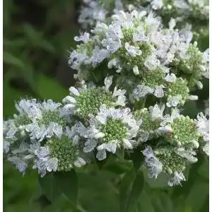 Bergminze baumschule amerikanische pycnanthemum pilosum