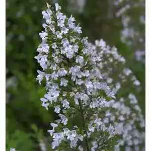 Bergminze baumschule kleinblaettrige calamintha nepeta