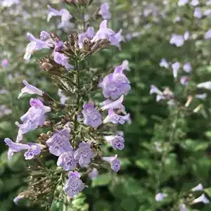 Bergminze blumixx stauden calamintha nepeta blue cloud