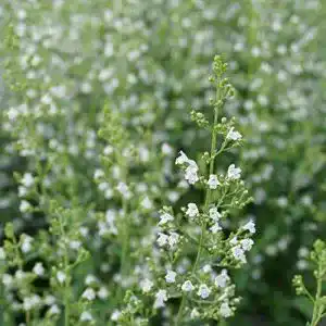 Bergminze blumixx stauden calamintha nepeta triumphator