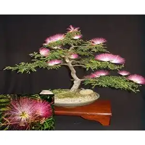 Bonsai samen arvice seeds seidenbaum mimosa bonsai persisch