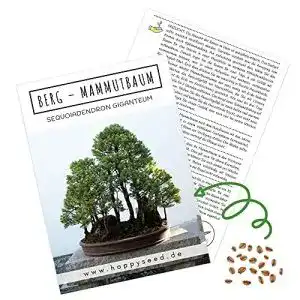 Bonsai samen happyseed aussergewoehnliche bonsai samen 2