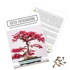 Bonsai samen happyseed aussergewoehnliche bonsai samen