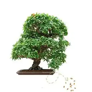 Bonsai samen happyseed exotische bonsai samen hohe keimrate 2
