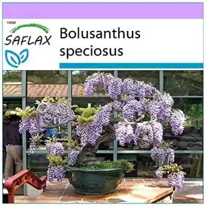 Bonsai samen saflax bonsai afrikanischer blauregen 15 samen