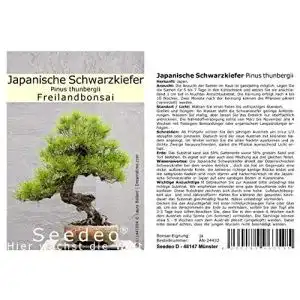 Bonsai samen seedeo japanische schwarzkiefer pinus thunbergii