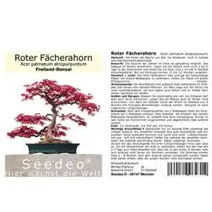 Bonsai samen seedeo roter faecherahorn acer palmatum