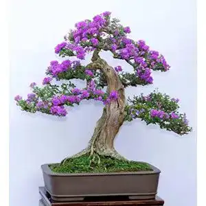 Bonsai samen svi 15 samen syringa vulgaris