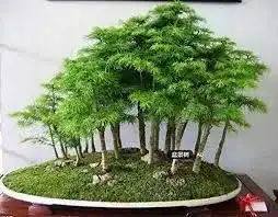 Bonsai samen svi 30 wacholder bonsai baum samen