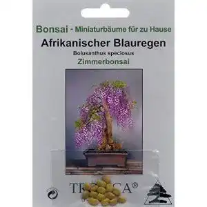 Bonsai samen tropica bonsai afrikanischer blauregen