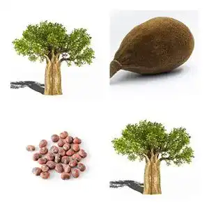 Bonsai-Samen