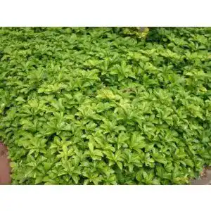 Dickmaennchen baumschule bultjer pachysandra terminalis