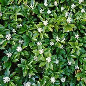Dickmaennchen dominik blumen und pflanzen japanischer ysander