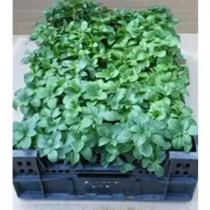 Dickmaennchen gartenbau service pachysandra terminalis 60 stueck
