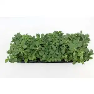 Dickmaennchen plantapro pachysandra terminalis immergruener