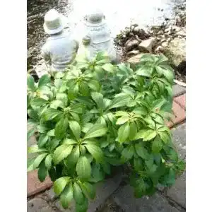 Dickmaennchen plantenwelt wiesmoor ysander pachysandra