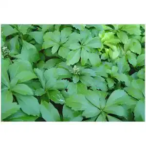 Dickmaennchen stauden gaenge 100 x pachysandra terminalis