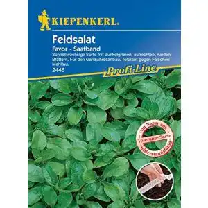 Feldsalat samen kiepenkerl 2446 feldsalat saatband favor