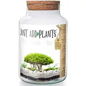 Flaschengarten annastore xxl pflanzenterrarium inklusive allem