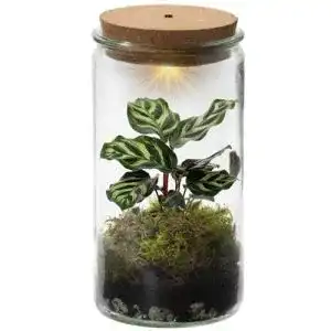 Flaschengarten ecoworld vdvelde com tropical weck glas