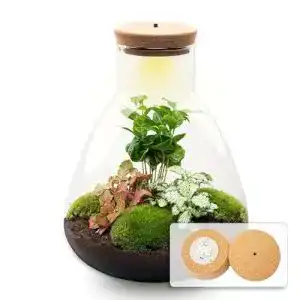 Flaschengarten urbanjngl com sam coffea pflanzen im glas