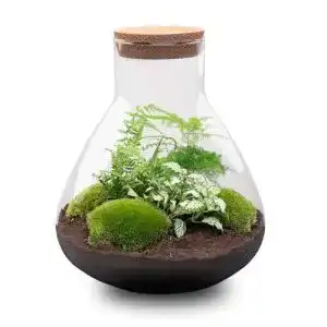 Flaschengarten urbanjngl pflanzenterrarium sam xl oekosystem