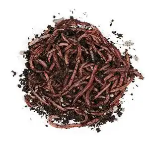 Kompostwuermer natursache dendrobena wuermer lebend 100 st