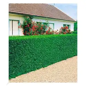 Liguster baldur garten immergruen hecke 3 pflanzen ligustrum