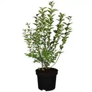 Liguster garten schlueter ovalblaettriger ligustrum ovalifolium