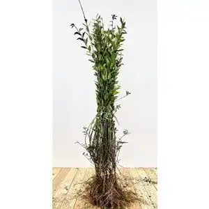 Liguster plantapro ligustrum vulgare atrovirens 30 50 cm