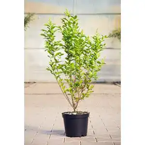 Liguster plantapro ovalblaettriger 40 60 cm hecke