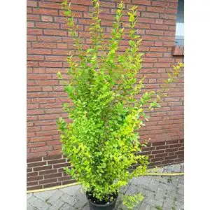 Liguster plantenwelt gold ligustrum ovalifolium aureum solitaer
