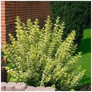 Liguster stauden gaenge 10 x ligustrum ovalifolium aureum