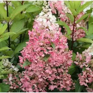 Rispenhortensie artlaender pflanzenhof pinky winky hydrangea