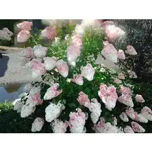 Rispenhortensie artlaender pflanzenhof vanille fraise
