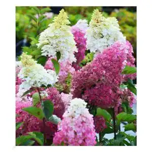 Rispenhortensie baldur garten freiland hortensie fraise melba