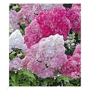 Rispenhortensie baldur garten freiland hortensie vanille fraise