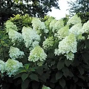 Rispenhortensie - rispenhortensie blumen senf 3er set hydrangea paniculata