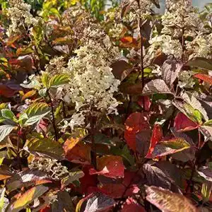 Rispenhortensie garten schlueter fraise melba 3 liter topf